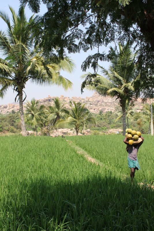 Coconuts and rice.